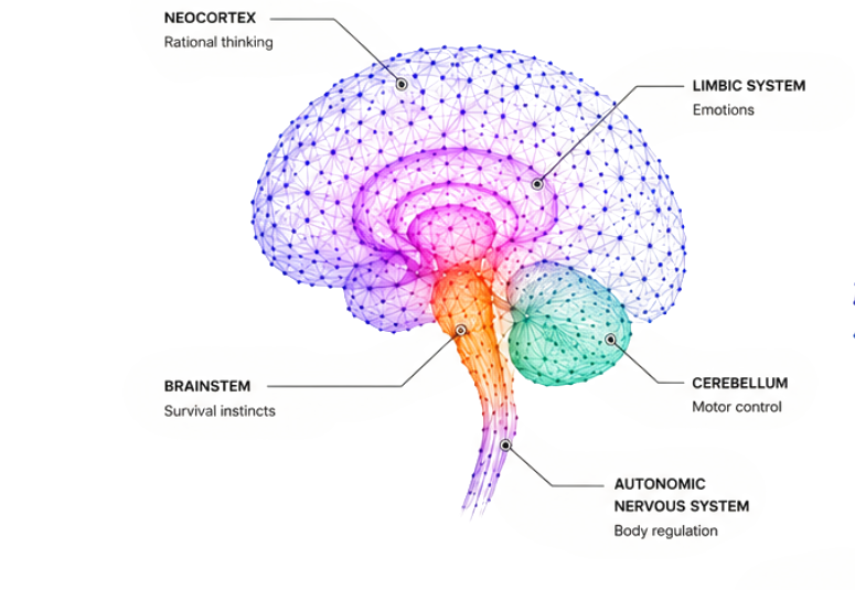 The founder brain by region: neocortex (rational thinking), limbic system (emotions), brainstem (survival instincts), cerebellum (motor control) and autonomic nervous system (body regulation)