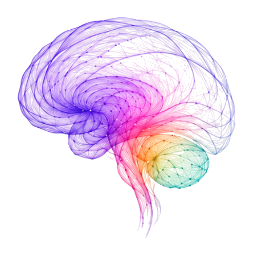 The Founder Brain